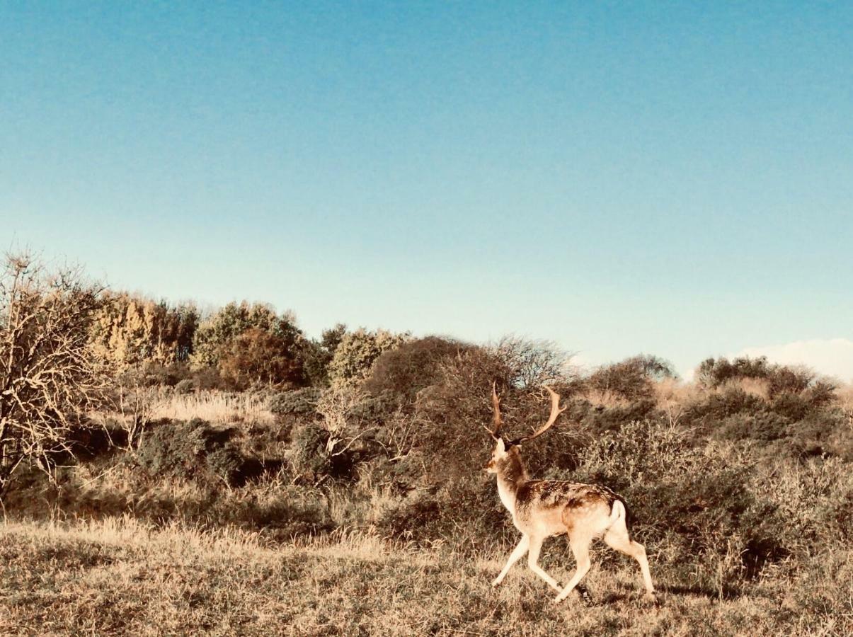 Appartamento Achter De Duinen Zandvoort Esterno foto